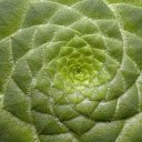 Instant flower  screen for extension Chrome web store in OffiDocs Chromium