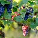 Introduction to Ninh Thuan Vineyards Near Nha Trang  screen for extension Chrome web store in OffiDocs Chromium