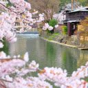 Introduction to the Cherry Blossoms by the River and House Theme  screen for extension Chrome web store in OffiDocs Chromium