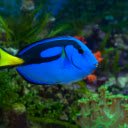 Introduction to the Theme: Green Wrasse  screen for extension Chrome web store in OffiDocs Chromium