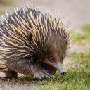 Introduction to the Theme: Hedgehog  screen for extension Chrome web store in OffiDocs Chromium