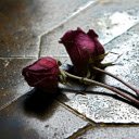Introduction to the Withered Rose Falling on the Ground  screen for extension Chrome web store in OffiDocs Chromium