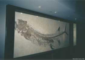 Free download Xiphactinus, Tyrrell Museum  06 free photo or picture to be edited with GIMP online image editor