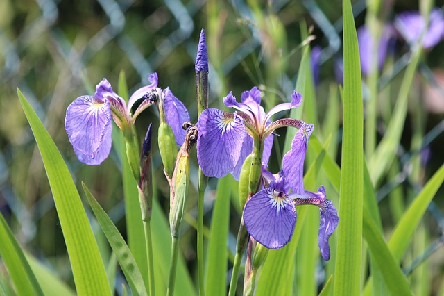 Free download irises flowers summer flowers free picture to be edited with GIMP free online image editor