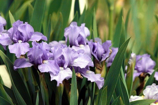 Kostenloser Download Iris lila Irisblumen Kostenloses Bild, das mit dem kostenlosen Online-Bildeditor GIMP bearbeitet werden kann