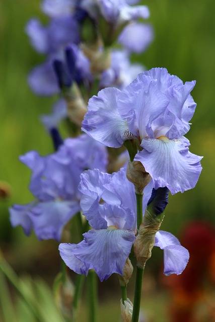 Téléchargement gratuit iris fleur jardin fleurs jardin image gratuite à éditer avec l'éditeur d'images en ligne gratuit GIMP