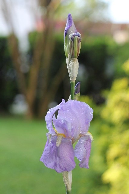 ดาวน์โหลดฟรี Iris Flower Pistil - รูปถ่ายหรือรูปภาพฟรีที่จะแก้ไขด้วยโปรแกรมแก้ไขรูปภาพออนไลน์ GIMP