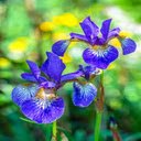 Iris Wallpaper  screen for extension Chrome web store in OffiDocs Chromium