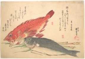 Free download Isaki and Kasago Fish, from the series Uozukushi (Every Variety of Fish) free photo or picture to be edited with GIMP online image editor