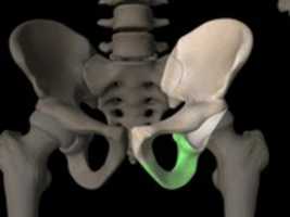 Free download Ischium Left Anterior View Labeled free photo or picture to be edited with GIMP online image editor