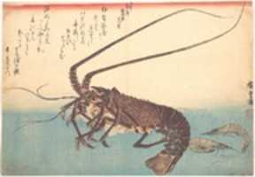 Free download Ise-ebi and Shiba-ebi, from the series Uozukushi (Every Variety of Fish) free photo or picture to be edited with GIMP online image editor