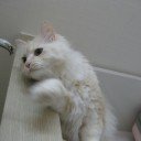 Is this a cat or cotton candy  screen for extension Chrome web store in OffiDocs Chromium