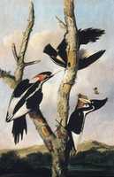 Free download Ivory-billed Woodpeckers free photo or picture to be edited with GIMP online image editor