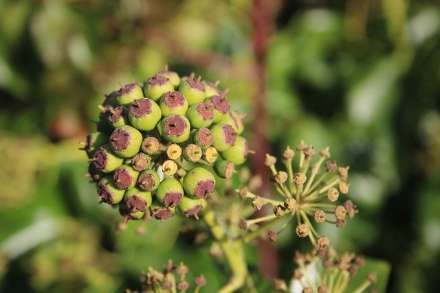 Free download ivy plant nectar flora winter free picture to be edited with GIMP free online image editor