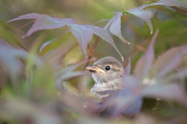 تنزيل مجاني سأمر على صورة حديقة طبيعة الطيور المجانية ليتم تحريرها باستخدام محرر الصور المجاني عبر الإنترنت من GIMP