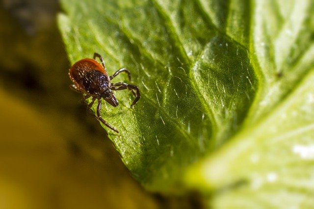 Bezpłatne pobieranie ixodes ricinus rycynowy kleszcz kleszcza darmowe zdjęcie do edycji za pomocą bezpłatnego internetowego edytora obrazów GIMP