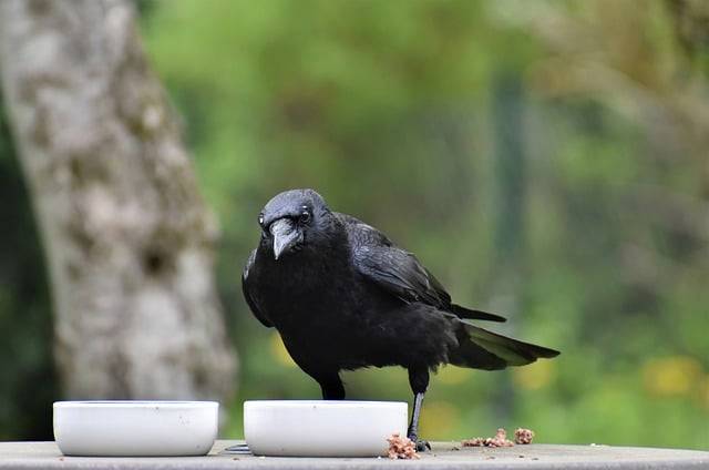 ດາວໂຫລດຟຣີ jackdaw crow carrion crow bird ຮູບຟຣີທີ່ຈະແກ້ໄຂດ້ວຍ GIMP ບັນນາທິການຮູບພາບອອນໄລນ໌ຟຣີ