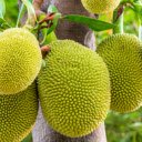 Jackfruit Tree  screen for extension Chrome web store in OffiDocs Chromium