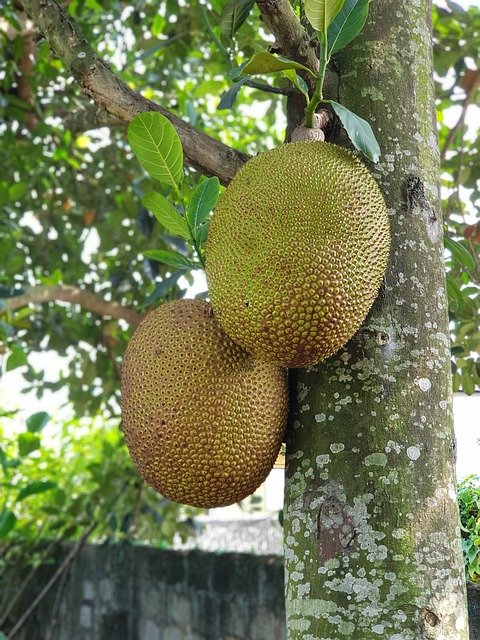 ດາວໂຫຼດຟຣີ Jackfruit Fruit Delicious - ຮູບພາບຫຼືຮູບພາບທີ່ບໍ່ເສຍຄ່າເພື່ອແກ້ໄຂດ້ວຍຕົວແກ້ໄຂຮູບພາບອອນໄລນ໌ GIMP