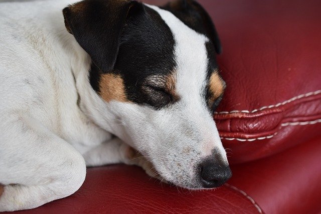 Baixe gratuitamente o modelo de foto grátis Jack Russel Dog Animals para ser editado com o editor de imagens online do GIMP
