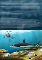 Free download Jack the grey reef shark - A legend from the start free photo or picture to be edited with GIMP online image editor