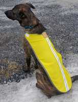 Free download Jag Canine Gear Visibility Vest free photo or picture to be edited with GIMP online image editor