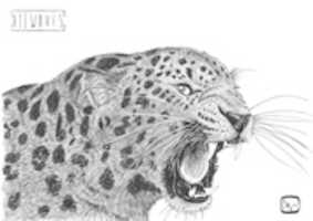 Muat turun percuma foto atau gambar percuma Jaguar untuk diedit dengan editor imej dalam talian GIMP