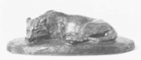 Free picture Jaguar Sleeping to be edited by GIMP online free image editor by OffiDocs