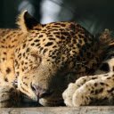 jaguar THEME  screen for extension Chrome web store in OffiDocs Chromium