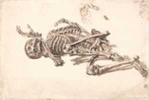 Free download James Ward, A Human Skeleton free photo or picture to be edited with GIMP online image editor