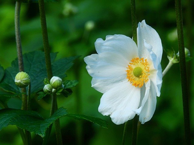Free download japanese anemone flower plant buds free picture to be edited with GIMP free online image editor