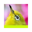 Japanese Bird  Cherry Blossom  screen for extension Chrome web store in OffiDocs Chromium