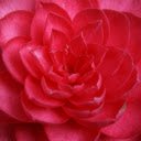 Japanese Camellia Blossom Theme  screen for extension Chrome web store in OffiDocs Chromium
