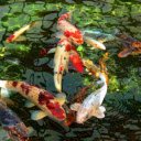 Japanese Koi Fish Pond  screen for extension Chrome web store in OffiDocs Chromium