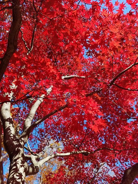 Descarga gratuita Japanese Maple Tree Trees: foto o imagen gratuita para editar con el editor de imágenes en línea GIMP