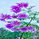 Japanese Wildflower Wallpaper  screen for extension Chrome web store in OffiDocs Chromium