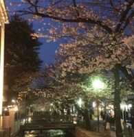 Free download Japan, Fussa, Fuji, Neiko, more, free photo or picture to be edited with GIMP online image editor