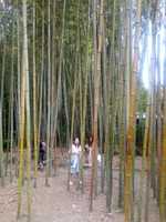 Free download japon free photo or picture to be edited with GIMP online image editor