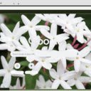 Jasmine  screen for extension Chrome web store in OffiDocs Chromium