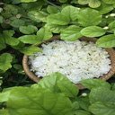 Jasmine basket wallpaper  screen for extension Chrome web store in OffiDocs Chromium