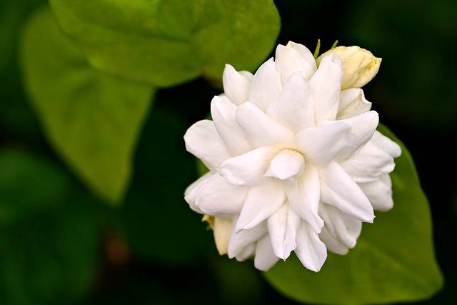 Scarica gratuitamente l'immagine gratuita del fiore del fiore della pianta del gelsomino da modificare con l'editor di immagini online gratuito di GIMP