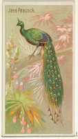 Free download Java Peacock, from the Birds of the Tropics series (N5) for Allen & Ginter Cigarettes Brands free photo or picture to be edited with GIMP online image editor
