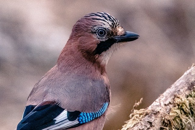 Free download jay nature bird winter free picture to be edited with GIMP free online image editor