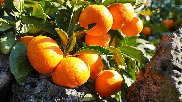 Baixe gratuitamente a imagem gratuita de frutas de tangerina da ilha de jeju para ser editada com o editor de imagens on-line gratuito do GIMP