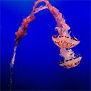Jellyfish  screen for extension Chrome web store in OffiDocs Chromium