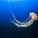 Jellyfish  screen for extension Chrome web store in OffiDocs Chromium
