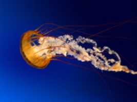 Free download Jellyfish free photo or picture to be edited with GIMP online image editor