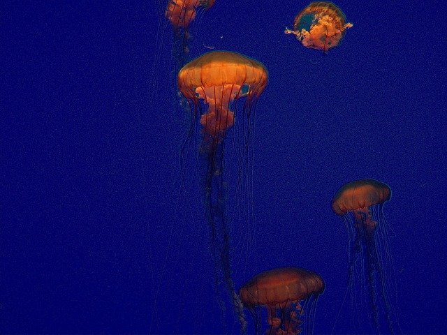 Descărcare gratuită jellyfish jelees blue deep blue poză gratuită pentru a fi editată cu editorul de imagini online gratuit GIMP