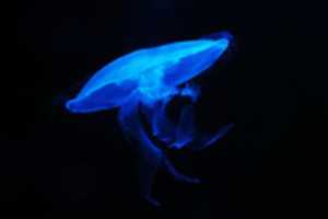 Free download Jellyfish pictures free photo or picture to be edited with GIMP online image editor