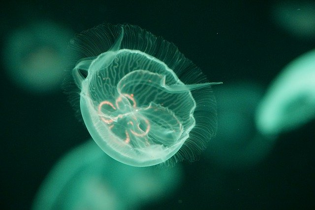Free download jellyfish underwater sea aquarium free picture to be edited with GIMP free online image editor
